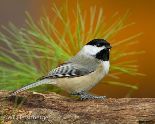 Eidolon Nature Preserve – Potomac Valley Audubon Society