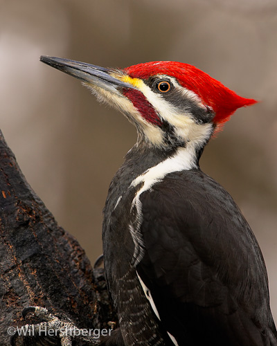 Shanondale Springs WMA – Potomac Valley Audubon Society