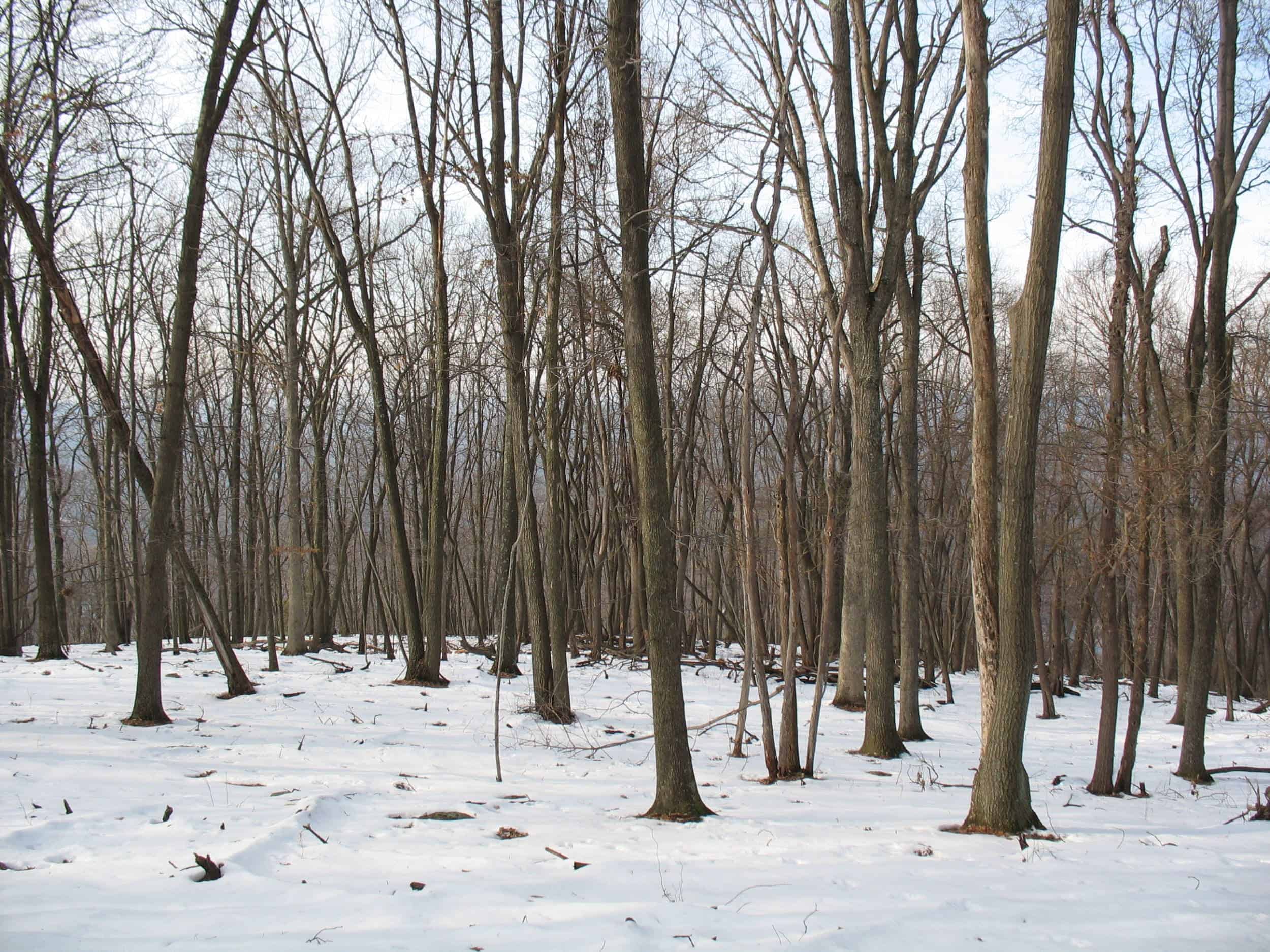 Eidolon Nature Preserve in the snow