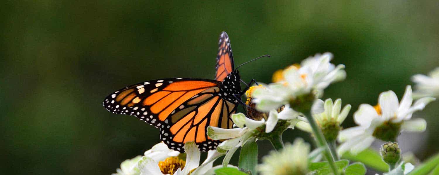 Monarch Butterfly