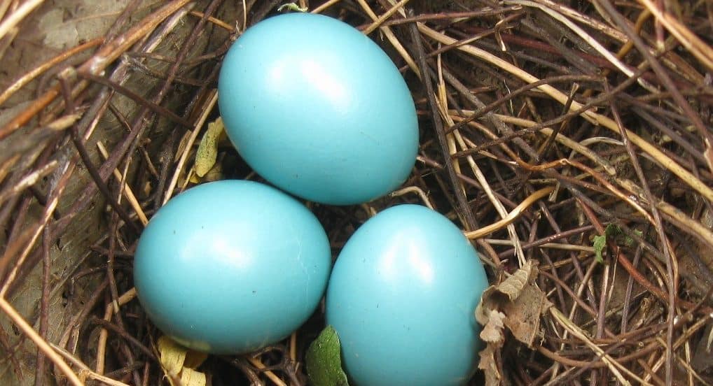 Wee Naturalist Eggs Potomac Valley Audubon Society