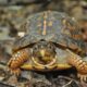 Turtle Time at Cool Spring Preserve