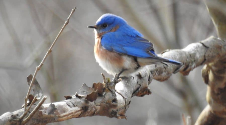 Bird Walk at Virginius Island