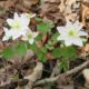 Cancelled – Spring Wildflower Walk