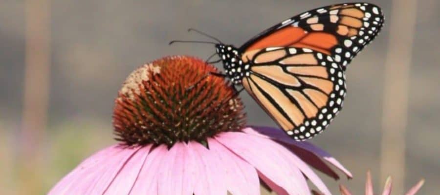 Monarch Butterfly on a coneflower