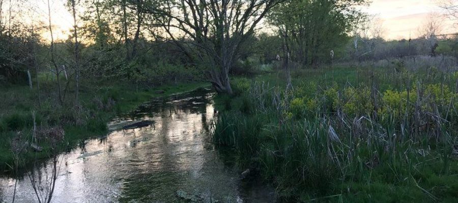 Linda Case – a Safe Water Conservation Collaborative Landowner Legacy Story