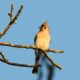 ‘Third Wednesday’ Bird Walk at Cool Spring Preserve