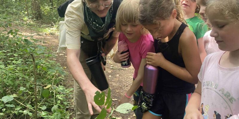 An adult is pointing out a spider on a leaf to 5 children who are leaning over to look at it. The forest behind them is green and they are in warm weather clothes, indicating that it is summer.