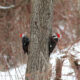 USGS Eastern Ecological Science Center Winter Bird Walk