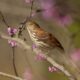 CANCELLED USGS Eastern Ecological Science Center Spring Bird Walk