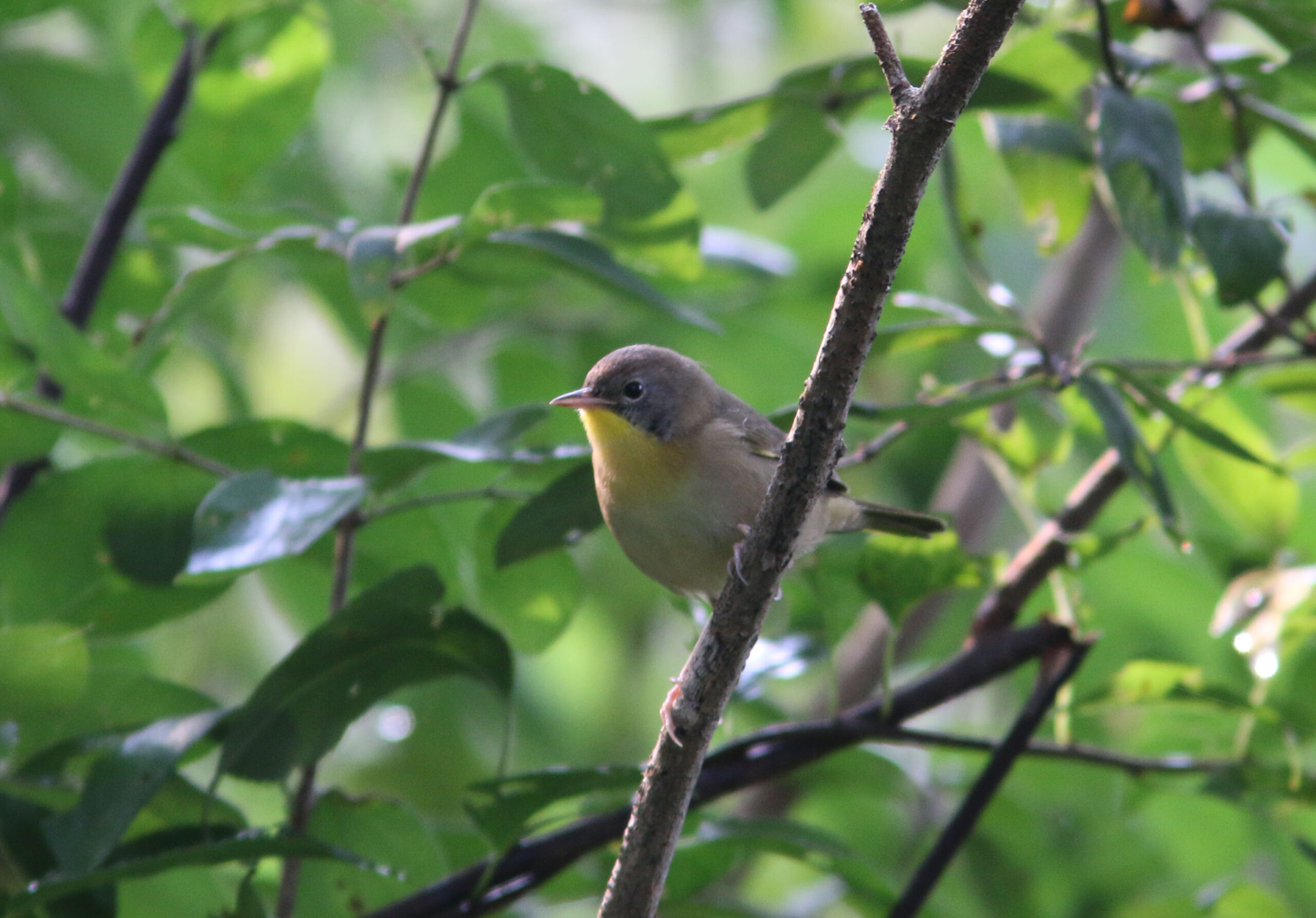 Potomac Valley Audubon Society – People dedicated to preserving ...